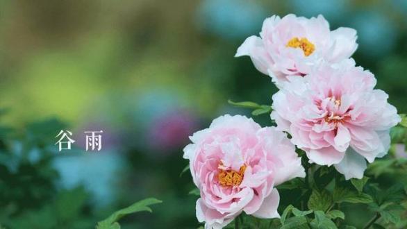 谷雨 | 二十四番花信风之牡丹花