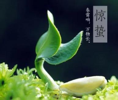 惊蛰 | 愿一切美好如约而至