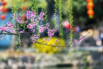 清明 | 插花寄思，愿花飨逝者、春暖斯人！