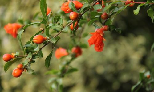 小满 | 心有小满恰刚好，花有浅笑盈安然。