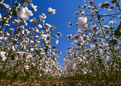 处暑 |  残暑褪，秋渐浓