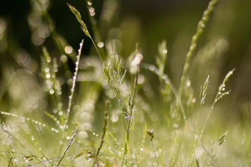 白露 | 愿心如秋露白，世事如月圆。