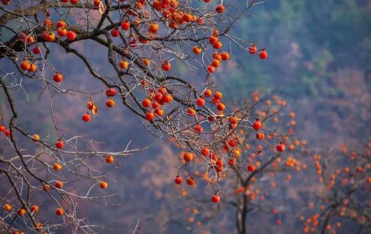 霜降 | 秋季里最后一个节气