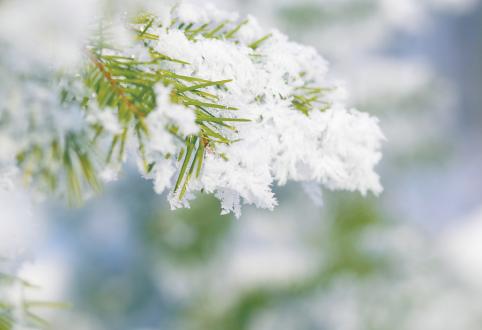 小雪 | 风花竹树映初雪