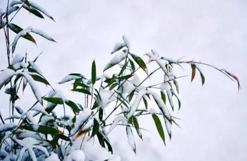 大雪 | 冬季的第三个节气