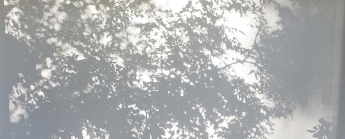 小寒 | 对窗疏篱， 小寒花事了