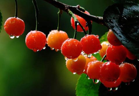 立夏 | 春意阑珊处，立夏款款来